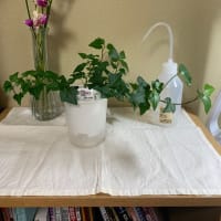 無印観葉植物