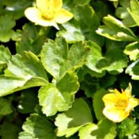 白馬五竜高山植物園