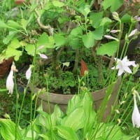 今１種の「擬宝珠」の花、鉢植えで開花。