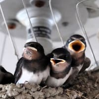季節は夏に・・・（燕の雛）
