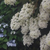 六月の花散歩