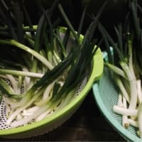ねぎキムチを漬けるとはねぎを収穫するところから