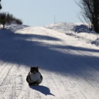 大雪の後の青空と坂道の猫