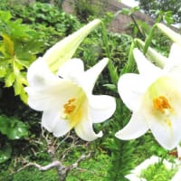 スーマンボーシュー前の庭の花と元気なトーィユーたち