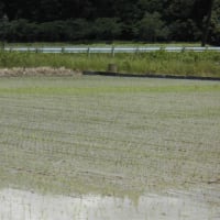 田植えも順調に進む！