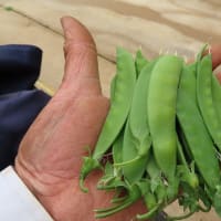 穴掘り終了して移植開始