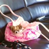 明るい気持ちでお空のハニーちゃんと繋がっているご様子に、ほっこりしました