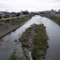 2024神奈川河川ﾎﾟﾀﾘﾝｸﾞ『小鮎川』②河口の第二鮎津橋～林妻橋
