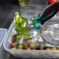 2年振りアサガオ咲きました