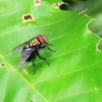 霞ヶ丘公園・続き