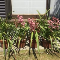 我が家に花