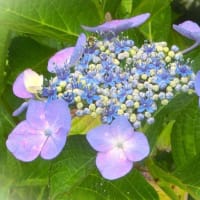 紫陽花 写ン歩♪