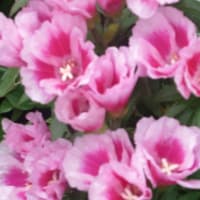 今年の紫陽花は