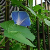 ７月9日 今日の写真   月が綺麗  　朝顔