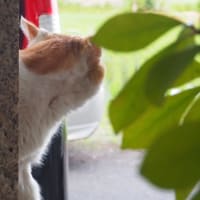 そりゃ、うちの子が1番可愛いいんだけれどね。