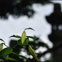 「少林山達磨寺」の ヤマユリ