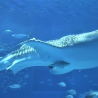 2019年1月　沖縄海洋博公園　美ら海水族館　１