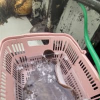 釣果情報