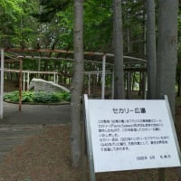 黒百合のある公園