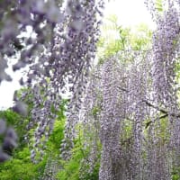 春日大社万葉植物園（奈良）