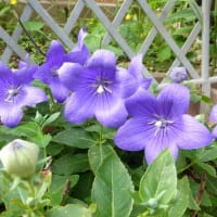 今年の秋花咲く