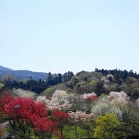 桜を見に出かけよう！ついでにお山も。