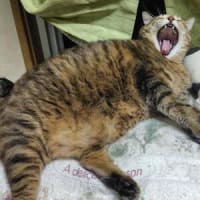 本日休養日ぃ～(*´ω｀*)♪