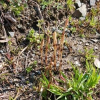 漢方薬は口に苦し。それがまた良き。