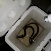 久しぶりの更新です。