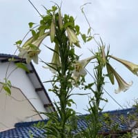 一雨あるにはあったけど‥