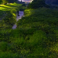 風景写真-自然- Vol.25（蛍撮影 2025-06-11～13）撮影地：鳥取県八頭郡若桜町（中之島公園）