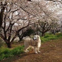 満開桜とニコちゃん♪