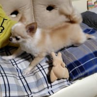 キャストちゃんの点検