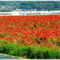 ポピー「道の駅笠岡ベイファーム」