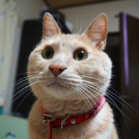 つけSOBAゴクツブシへ行こう