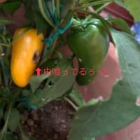 ほぼ2週間ぶりのブログ