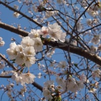 お花見