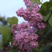 ライラック・北海道の春の花の季節の移り変わりは急行2