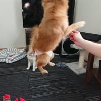 あけましておめでとうございます