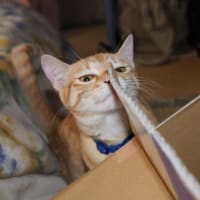 我が家の猫のナナをカシャｗ