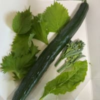 小さな家庭菜園で夏野菜三昧