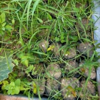 食べたら植える