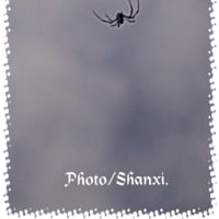 #みんなのブログ#秋の日のアラカルト#空には#本物のスパイダーマン出現#ユリノキ#猫たちの１日#137Shanxi's blog.