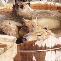 伊豆高原〜大室山の山焼き