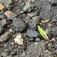 シシトウの発芽