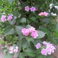 あなたが撮った紫陽花の写真をみせてください