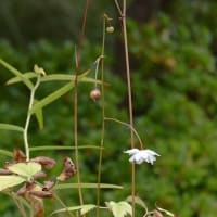 鉢植えの「八重咲レンゲショウマ」