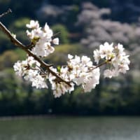 津久井湖の桜