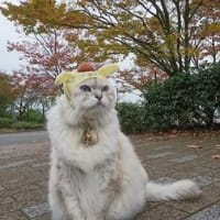 サンリオキャラクターズ⑤　2022年7月4日　生前ウルフ＆後継猫シュシュ