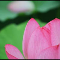 「福昌寺」の 大使蓮